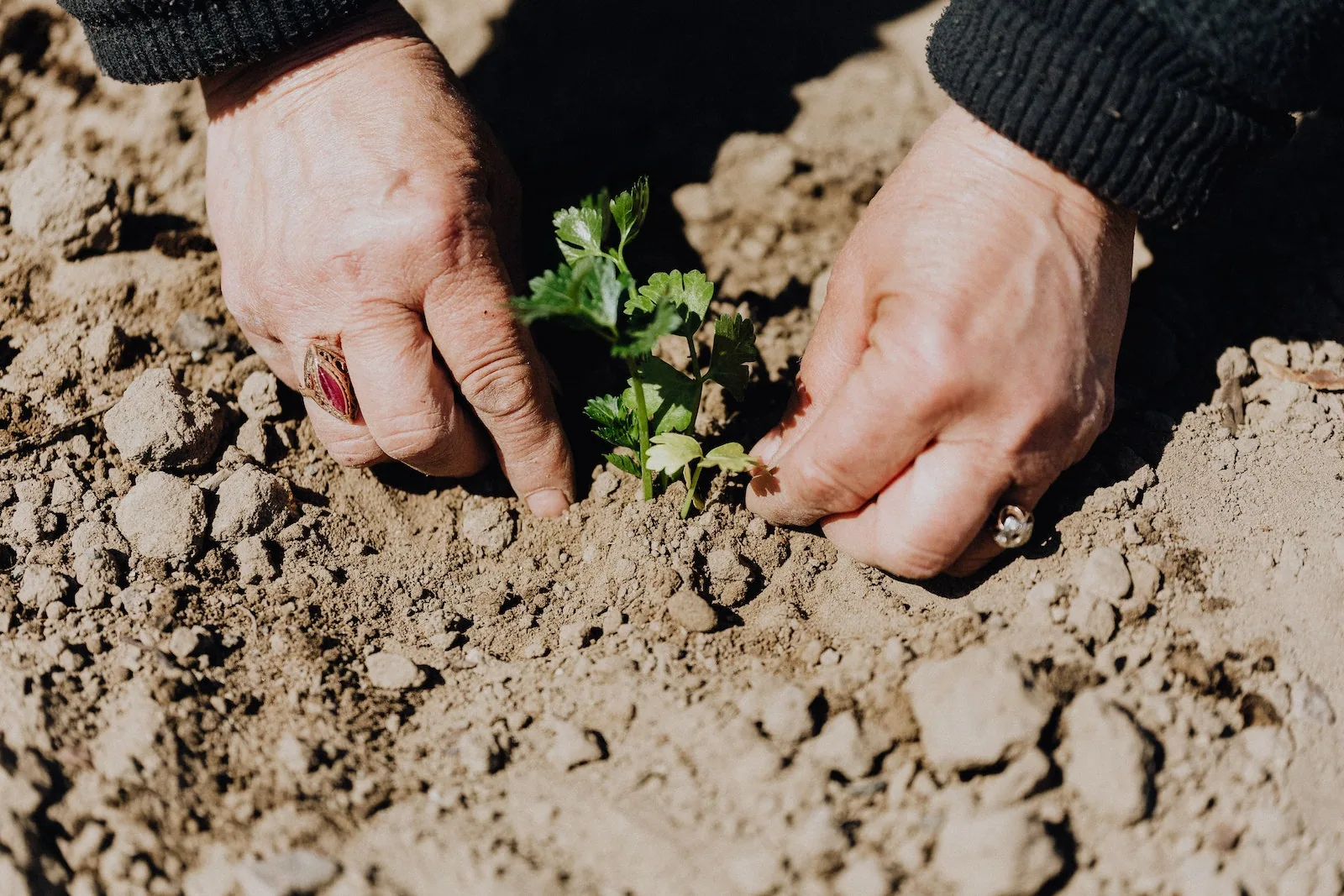 creer un jardin biologique