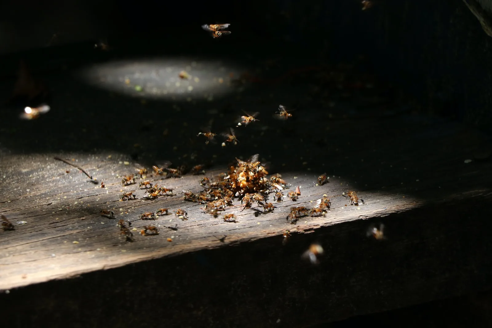 se debarrasser des fourmis dans son jardin