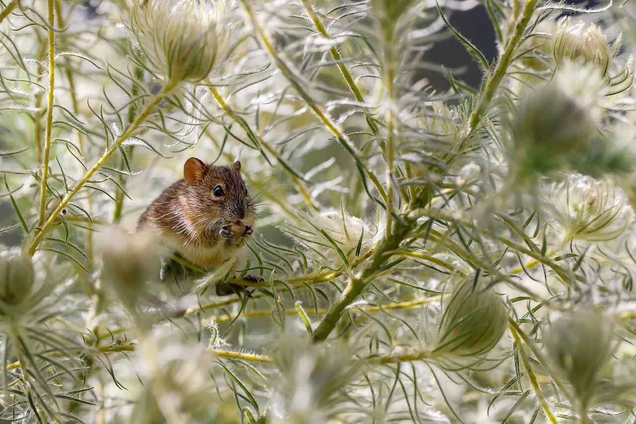 rat jardin