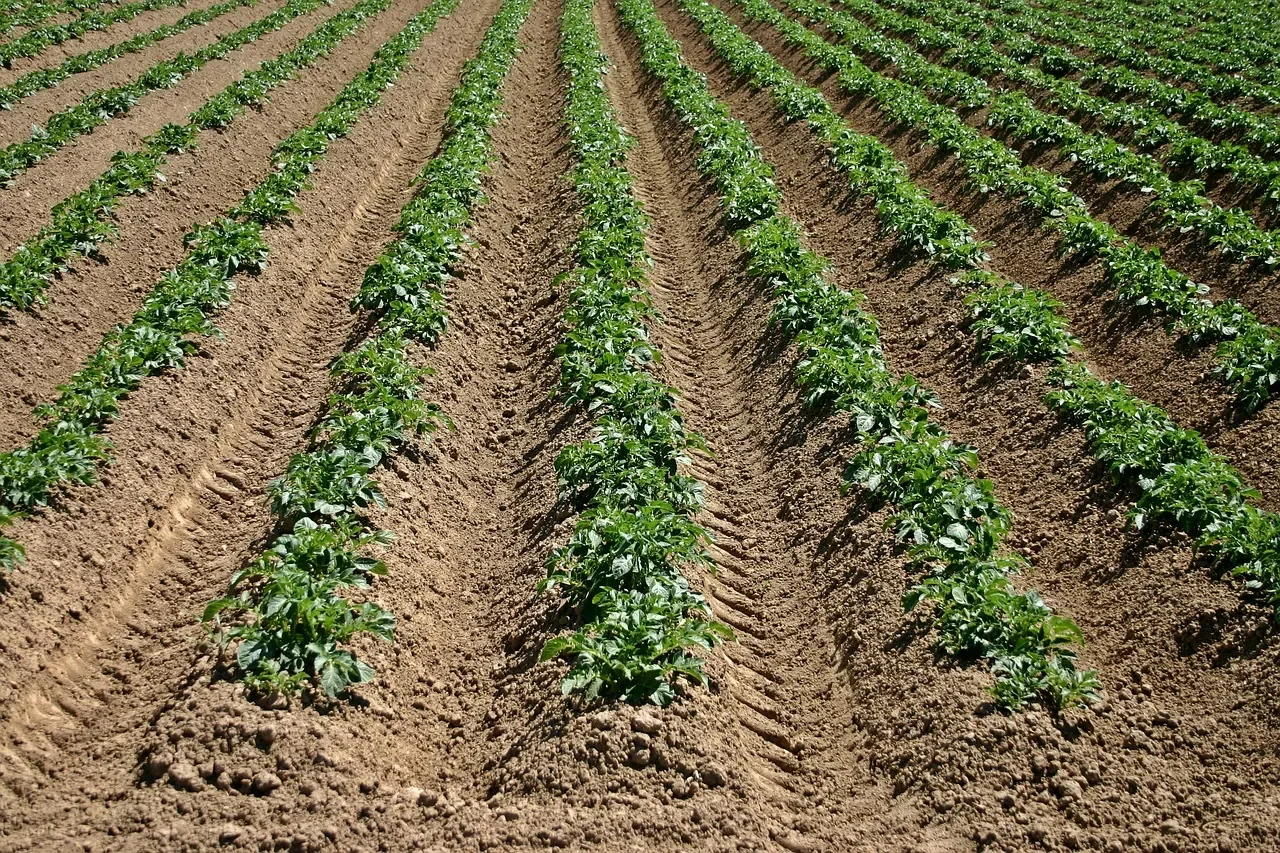 la fertilisation des pommes de terre
