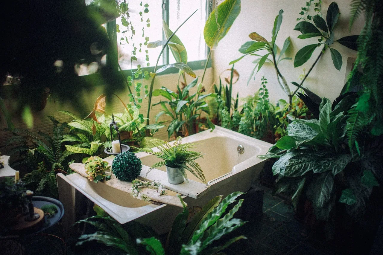 plantes pour salle de bain